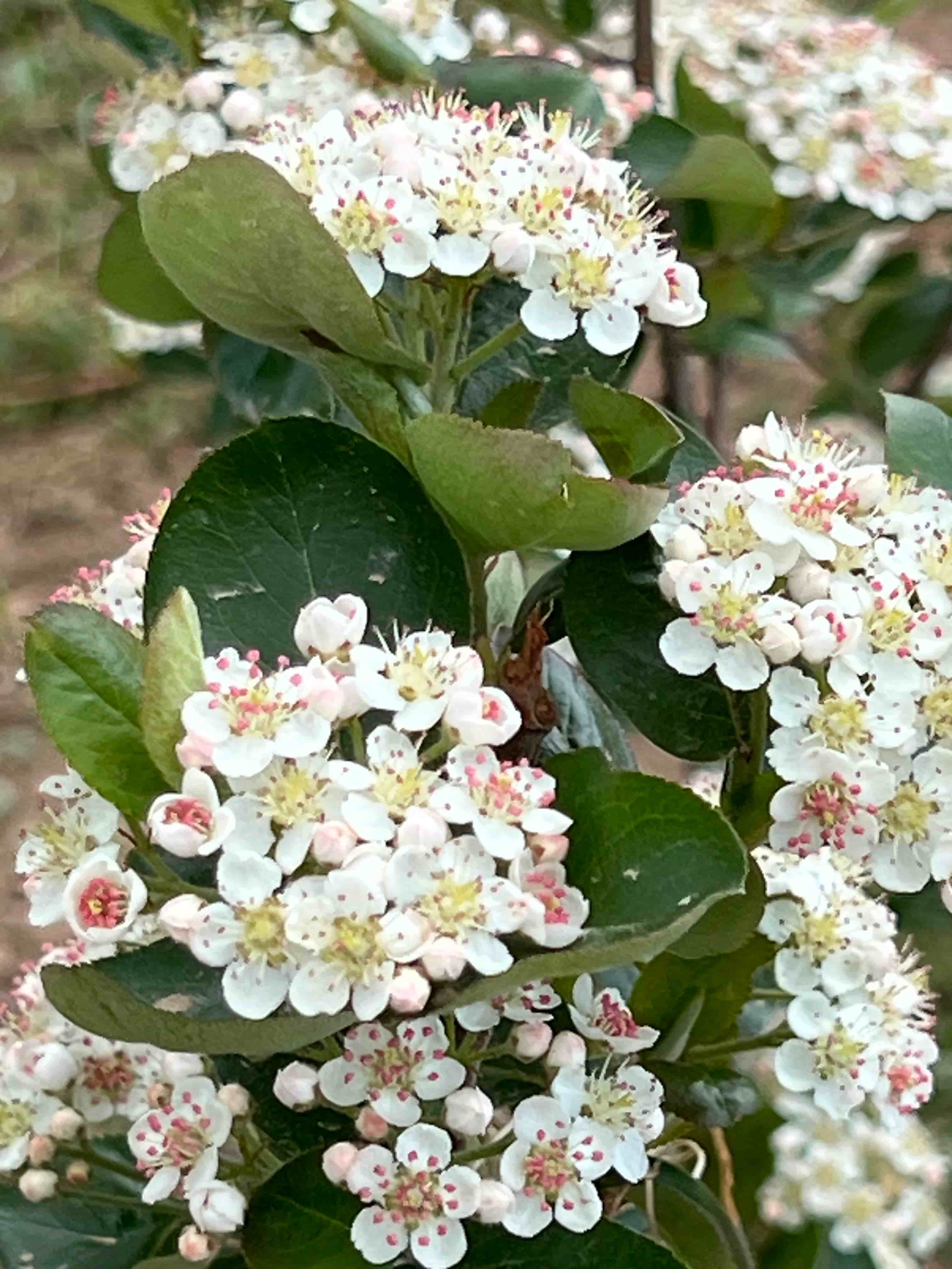 Aronia shrub in bloom with white flower clusters