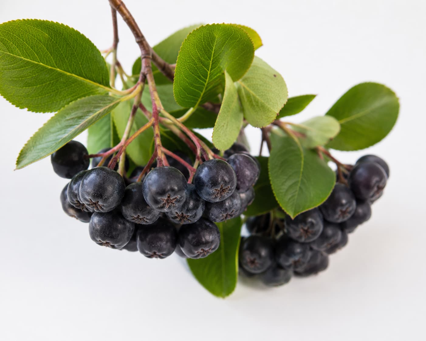 Bowl of fresh aronia berries
