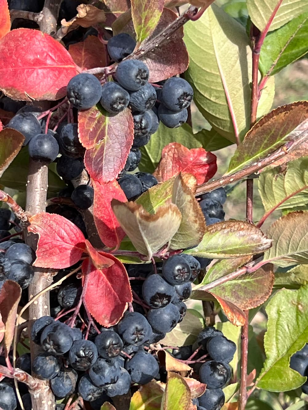 Berries on an aronia shrub during the fall season, with leaves turning red and orange