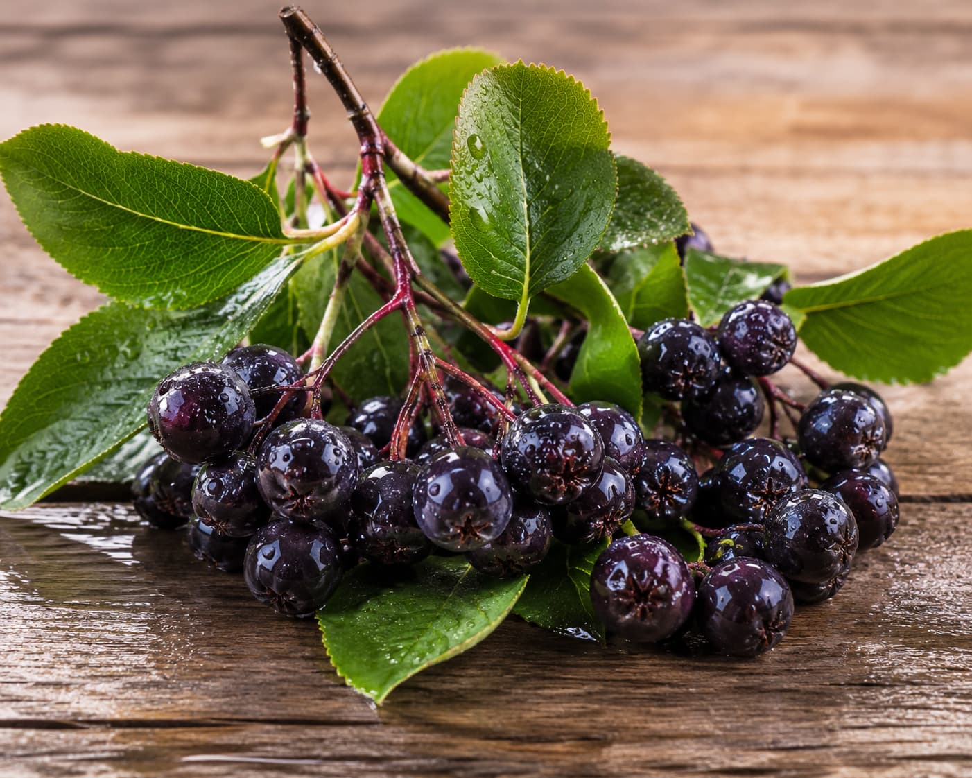 Fresh whole aronia berries showing their deep purple-black color