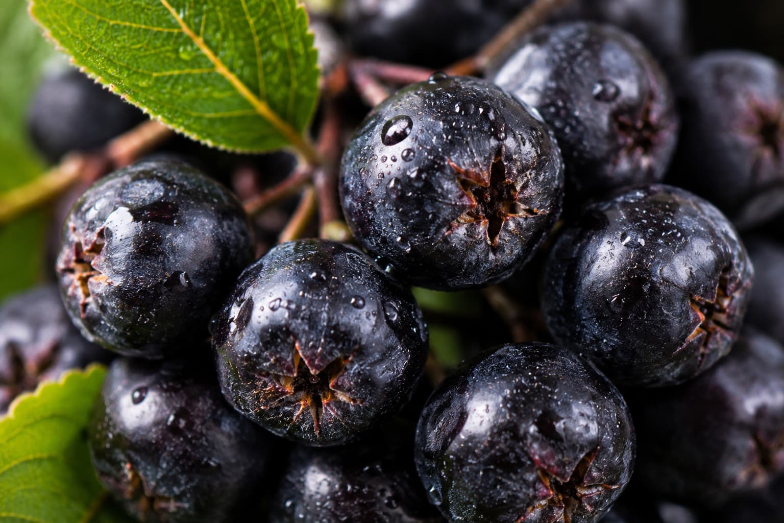 Macro detail of fresh aronia berries